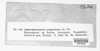 Gymnosporangium clavariiforme image